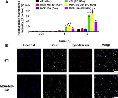 Self-Assembly Engineering Nanodrugs Composed of Paclitaxel and Curcumin for the Combined Treatment of Triple Negative Breast Cancer